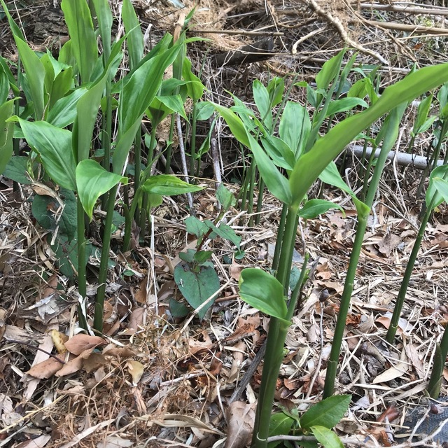 ミョウガ  地下茎　5株 無農薬 食品/飲料/酒の食品(野菜)の商品写真