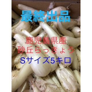 鹿児島県産砂丘らっきょうSサイズ5キロ(野菜)