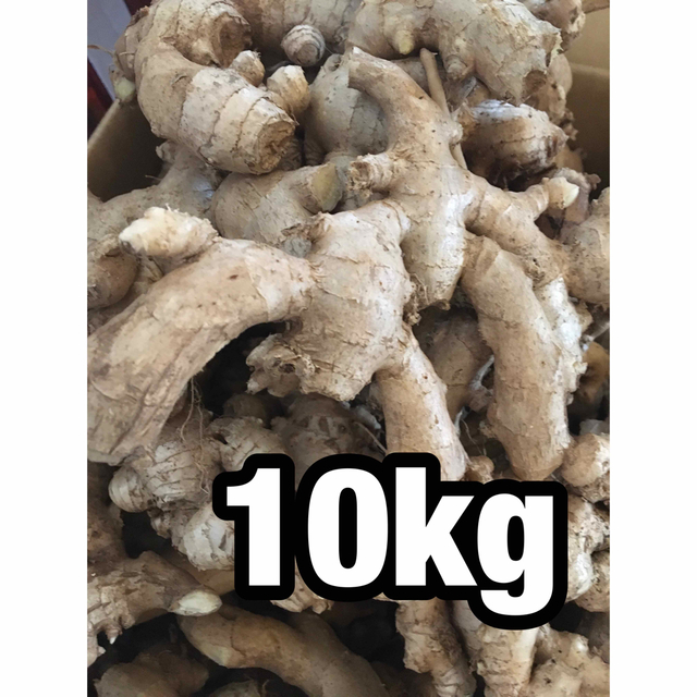 無農薬栽培生姜10kg 食品/飲料/酒の食品(野菜)の商品写真