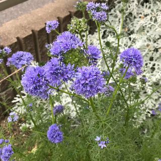 ギリアレプタンサ　花の種100粒以上(その他)