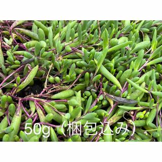 多肉植物　ルビーネックレス　大量　50g 梱包材込み カット苗(その他)