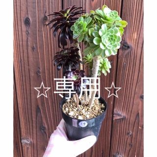 多肉植物　⭐︎専用⭐︎アエオニウム　黒法師　2色枝　抜き苗　14(その他)