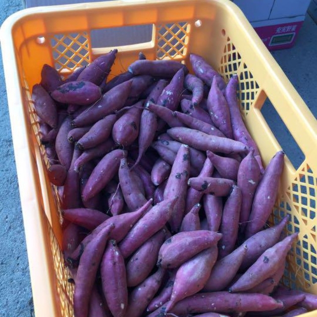 B級品 紅天使　約8キロ　S〜M 芋屋のサツマイモ