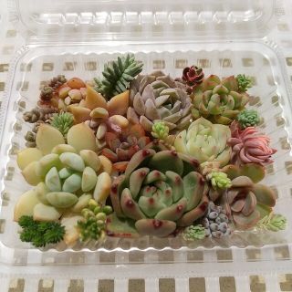 【専用です】多肉植物 カット苗 寄せ植えに♪(その他)