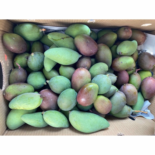 SALE価格‼️沖縄県産　摘果マンゴー2kg  食品/飲料/酒の食品(フルーツ)の商品写真
