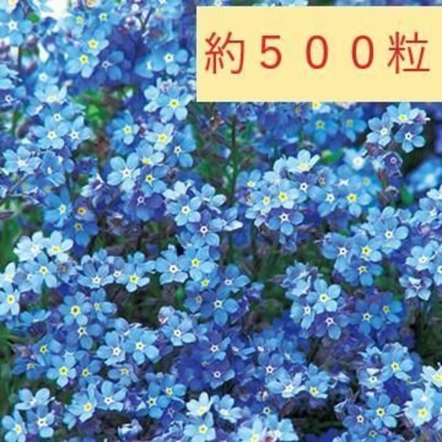 【花の種】忘れな草　約500粒　ドワーフブルー　0.5ｍｌ　ミオソチス ハンドメイドのフラワー/ガーデン(プランター)の商品写真