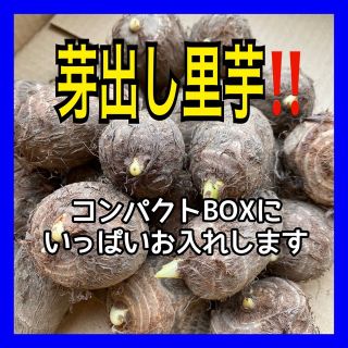 ◼️芽が出て植えやすい‼️◼️里芋種❗️コンパクトBOXにいっぱい詰めて送ります(野菜)