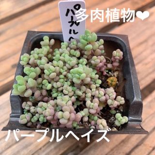 多肉植物❤︎パープルヘイズ　ぬき苗②このまま発送♪(その他)