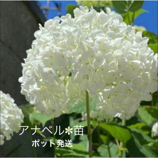 アナべル ✽ 紫陽花 ✽ 苗 ✽ 根つき ✽ ホワイト　⑧(その他)