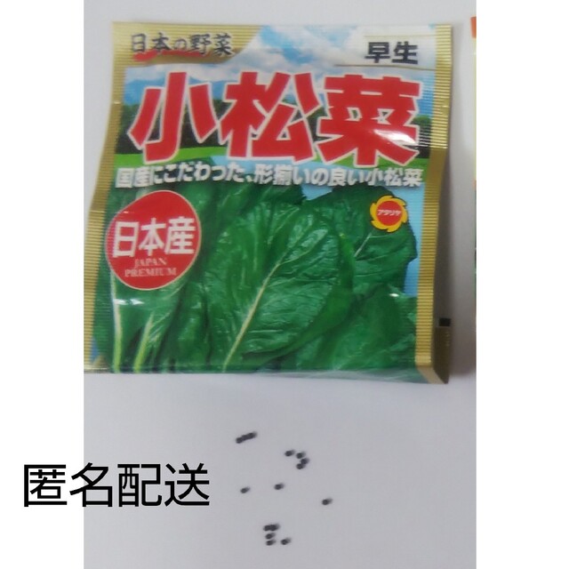 日本の野菜 早生 小松菜 種 10粒 食品/飲料/酒の食品(野菜)の商品写真
