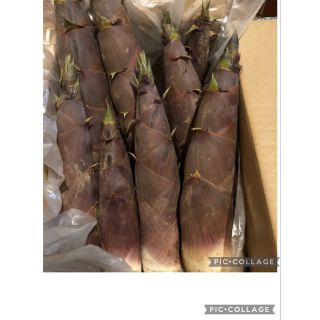 極上の破竹　掘り立て発送(野菜)