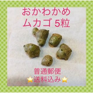 おかわかめ 雲南百薬 ムカゴ　5粒(野菜)