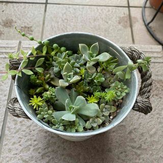 多肉植物寄せ植え(プランター)