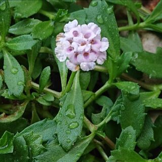 売れました♪早い者勝ち！（＞＜）ヒメイワダレソウ桃花　根つき100g（梱包込み）(その他)