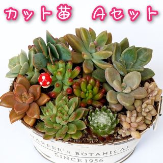 多肉植物 カット苗 Ａセット②(その他)
