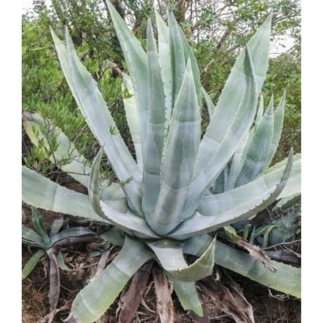 アガベ 3種類セット 大株 アメリカーナ Agave - その他