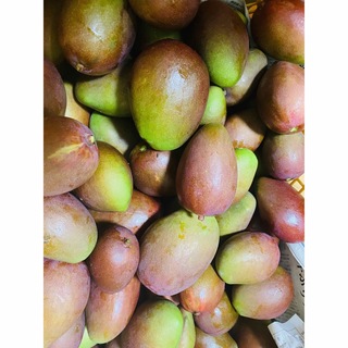 沖縄県産摘果マンゴー15kg(フルーツ)