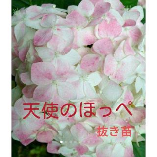 天使のほっぺ　紫陽花　アジサイ　抜き苗(プランター)