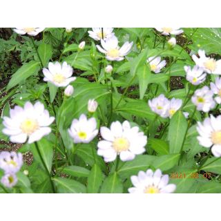 薄桃色の花の咲く都忘れの地植え大苗、２株(その他)