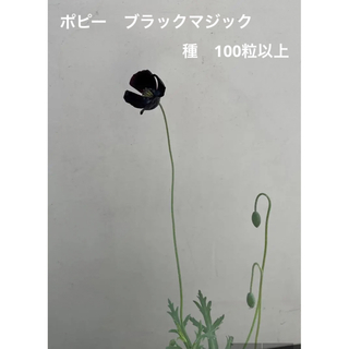 珍しいお花の種　黒花　ポピー　ブラックマジック　100粒以上(その他)