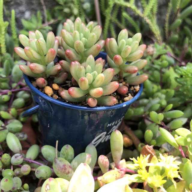 多肉植物❤︎セダム❤︎オーロラ❤︎抜き苗♪