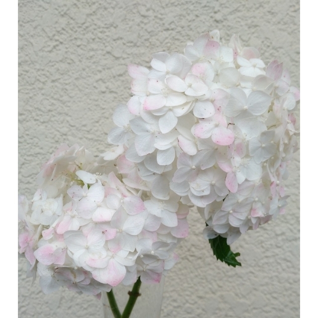 天使のほっぺ　紫陽花　アジサイ　抜き苗 ハンドメイドのフラワー/ガーデン(プランター)の商品写真