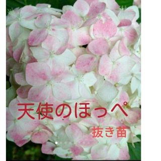 天使のほっぺ　紫陽花　アジサイ　抜き苗(プランター)