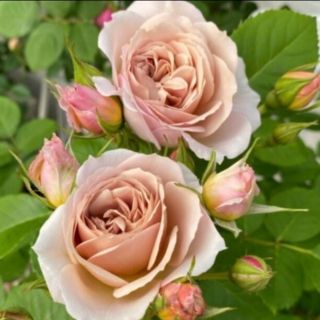 A 和薔薇 和バラ 挿し木 苗 ローズの通販 by saku's shop|ラクマ