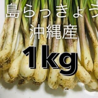 沖縄本島北部やんばる産直！塩漬け、天ぷらや炒め物に！ 島らっきょう 1㎏(野菜)