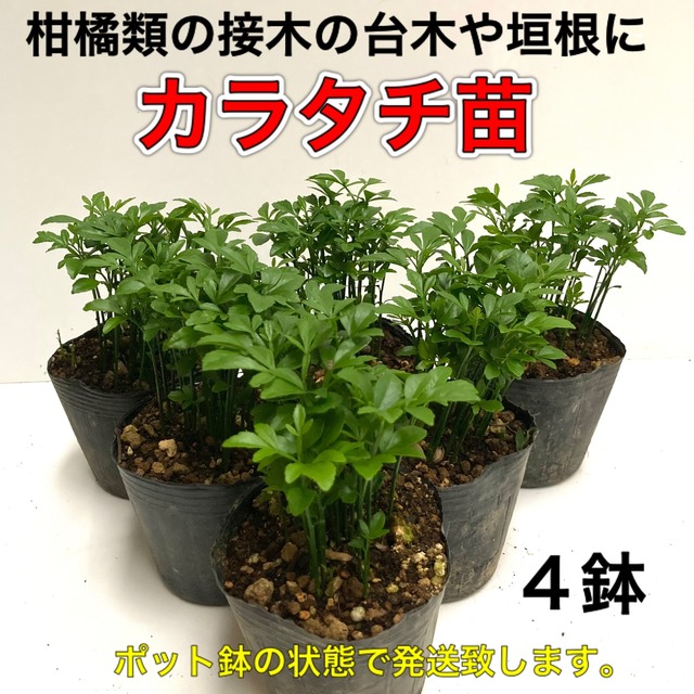 カラタチ苗(枸橘・枳殻)    4鉢