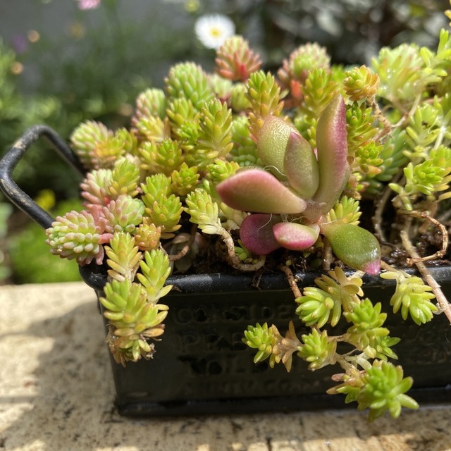 多肉植物　寄せ植え　ブリキ缶入り ハンドメイドのフラワー/ガーデン(その他)の商品写真