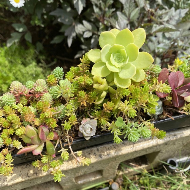 多肉植物　寄せ植え　ブリキ缶入り ハンドメイドのフラワー/ガーデン(その他)の商品写真