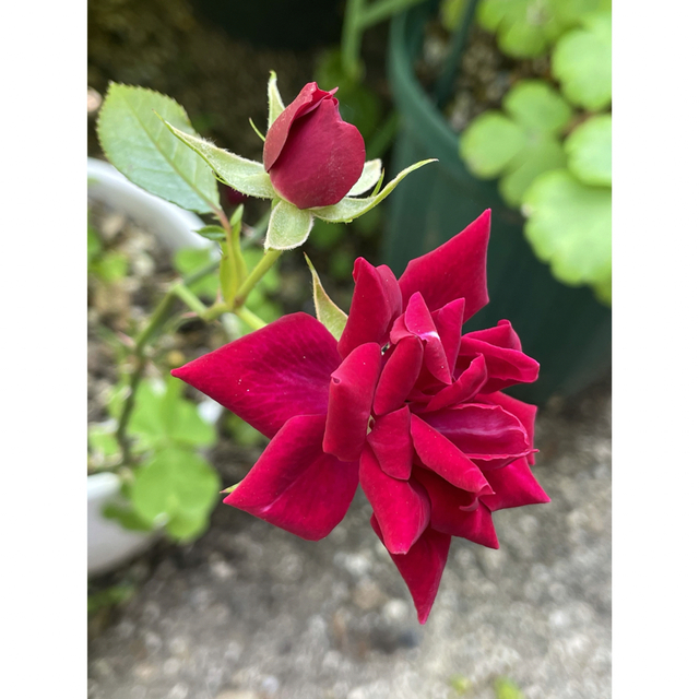 ミニ薔薇 ハンドメイドのフラワー/ガーデン(その他)の商品写真