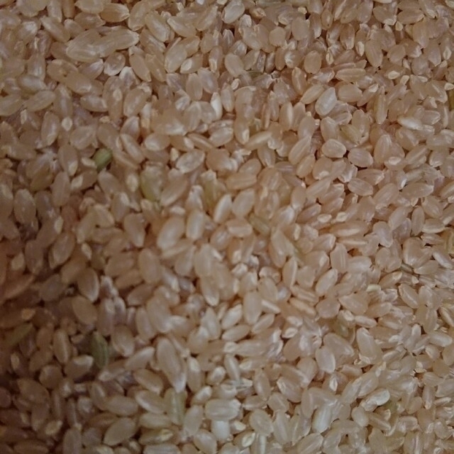 新潟産　新米　25㎏【紙袋+箱を含む】　令和４年産　玄米　100%　コシヒカリ　米/穀物