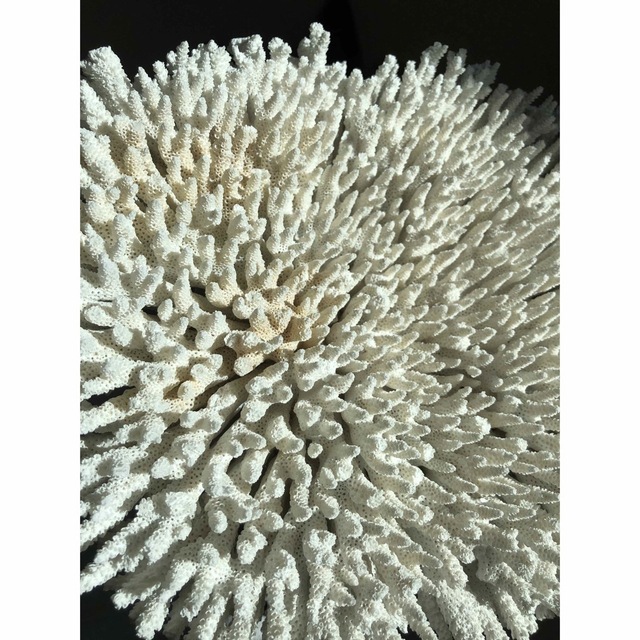 珊瑚礁　珊瑚　インテリア　置物　白珊瑚　アクアリウム　白化　オブジェ　27cm