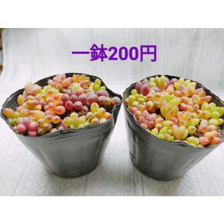 多肉植物　ルビーネックレス　小苗　一鉢200円(その他)