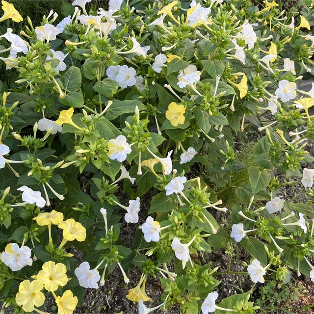 オシロイバナの種(3色セット)  21粒　　　　　花の種 ハンドメイドのフラワー/ガーデン(その他)の商品写真