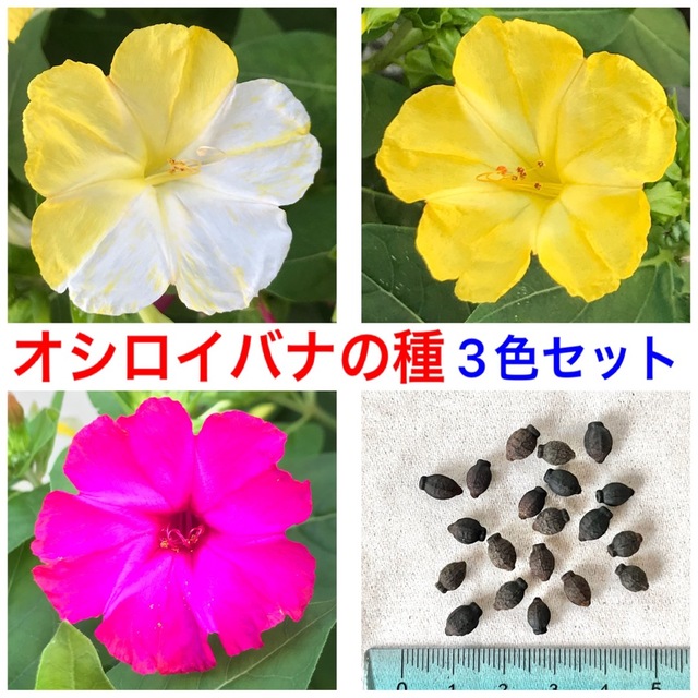 オシロイバナの種(3色セット)  21粒　　　　　花の種 ハンドメイドのフラワー/ガーデン(その他)の商品写真