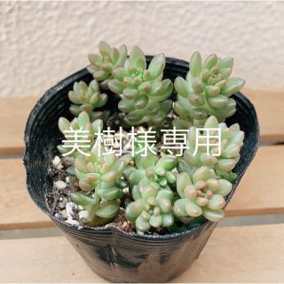 多肉植物　セダム　ホワイトストーンクロプ　抜き苗(その他)