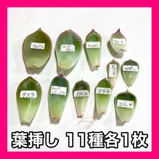 多肉植物 韓国苗 葉挿し11枚セット(その他)