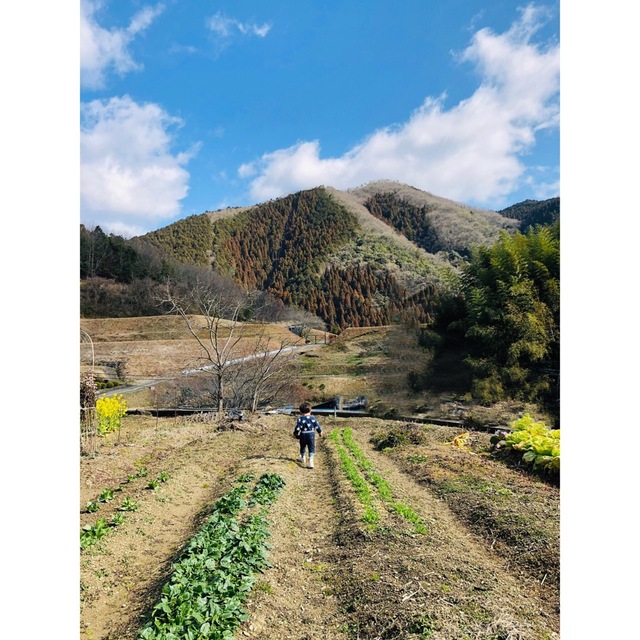 【採れたて野菜】看護師が育てる優しい野菜詰め合わせセット　採れたて野菜詰合 食品/飲料/酒の食品(野菜)の商品写真