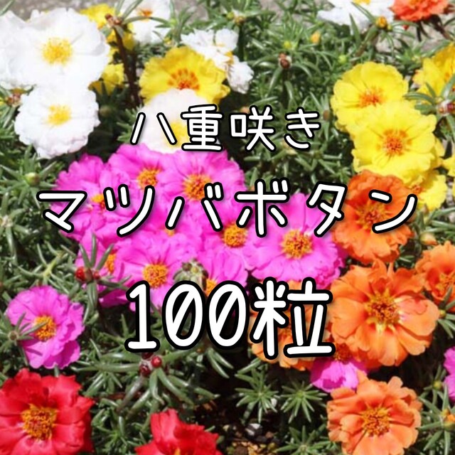 【松葉牡丹のタネ】100粒 種子 種 マツバボタン 花 その他のその他(その他)の商品写真