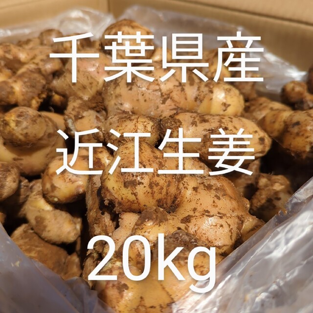 種生姜　在来マダレ生姜　千葉県産 農家直送 10kg