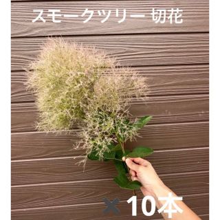 スモークツリー 切花　10本　ドライフラワー に♪限定販売　保水して発送します(ドライフラワー)