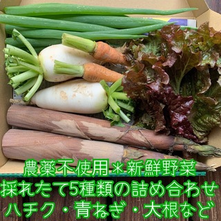 農薬不使用野菜＊採れたて5種類の詰め合せ＊野菜セット＊コンパクト＊ハチク・青ねぎ(野菜)
