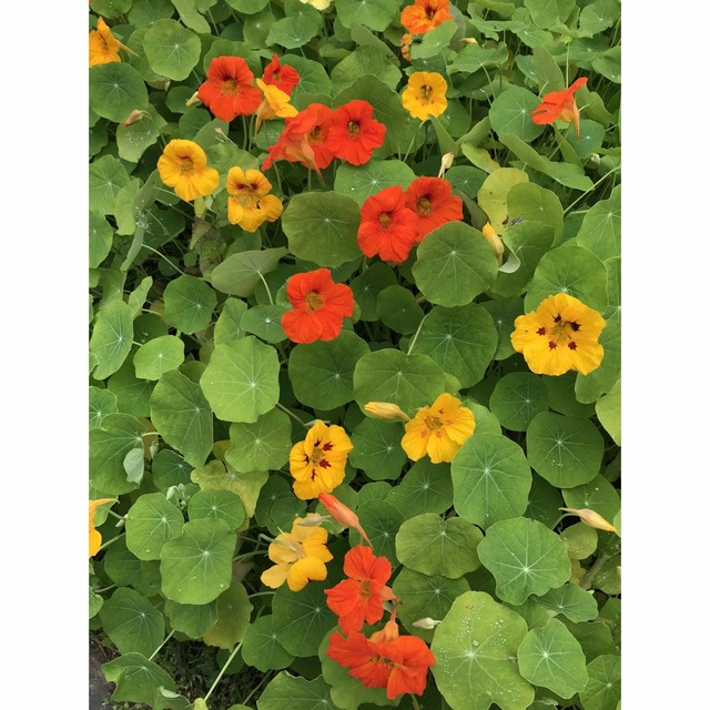 ナスタチウム金蓮花の種20粒❗️おまけ付き。 ハンドメイドのフラワー/ガーデン(プランター)の商品写真