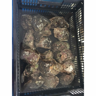 岩牡蠣小10個(魚介)