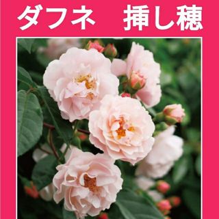 ※出品一覧もご参照【ダフネ、ジュリア】薔薇苗(バラ苗)挿し木用挿し穂(さし穂)(その他)