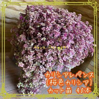 カリシアレペンス 桜色カリシア 多肉植物 観葉植物 カット苗 40本(その他)