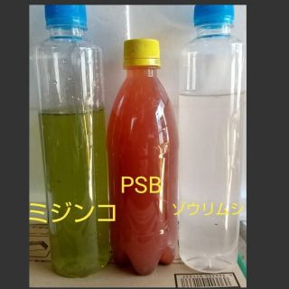 オオミジンコ飼育水　&　PSB(光合成細菌)　&　ゾウリムシ　。培養セット。メダ(ペットフード)